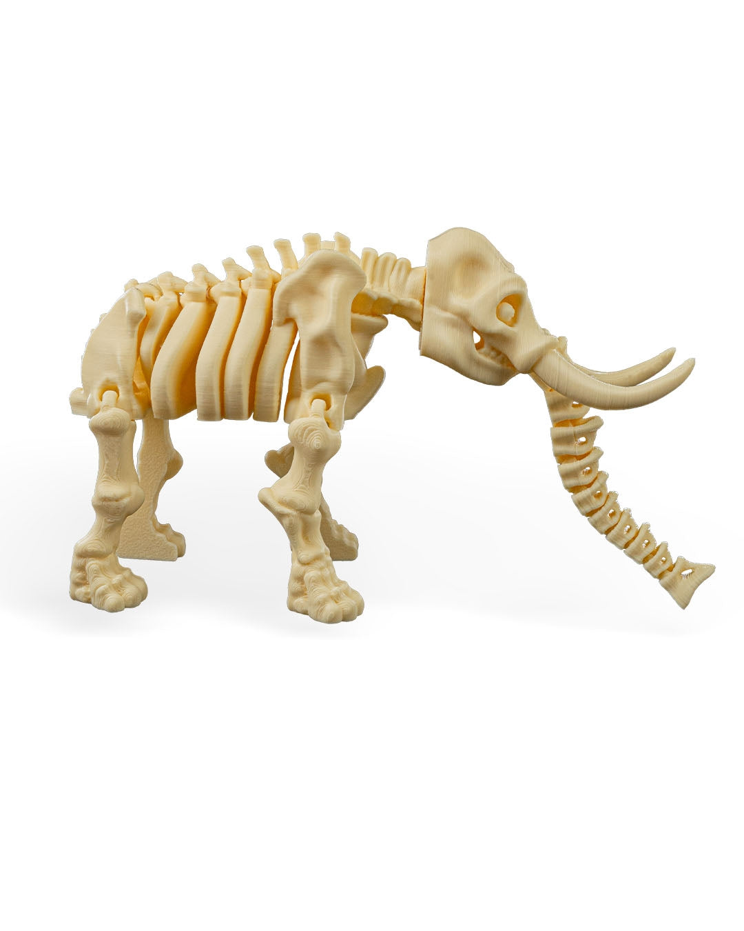Skeleton  Elephant Articulated Figure