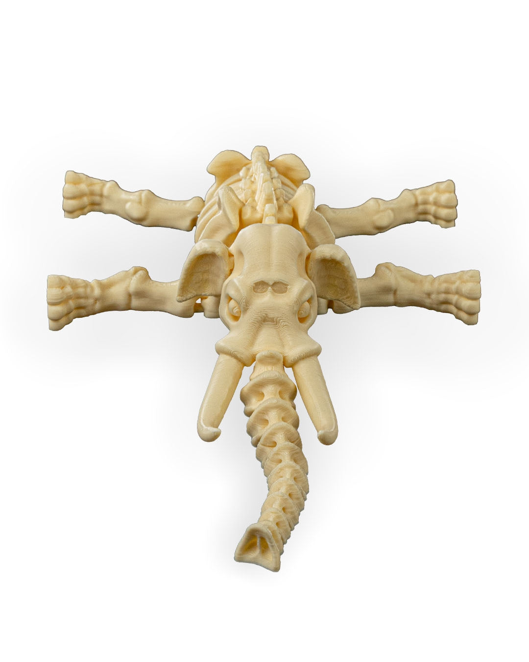 Skeleton  Elephant Articulated Figure